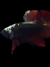 Load image into Gallery viewer, GIANT Male Halfmoon Plakat - Red Davil Avatar #972 - Live Betta Fish
