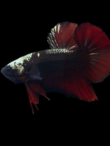 GIANT Male Halfmoon Plakat - Red Davil Avatar #972 - Live Betta Fish