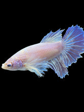Load image into Gallery viewer, TOP GRADE Female Rosetail - Dumbo #975 - Live Betta Fish
