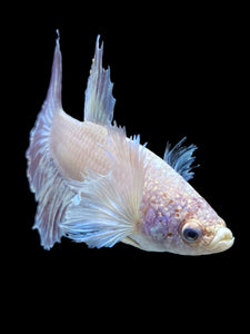 TOP GRADE Female Rosetail - Dumbo #975 - Live Betta Fish