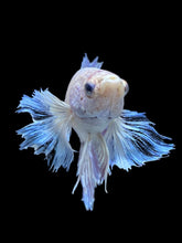 Load image into Gallery viewer, TOP GRADE Female Rosetail - Dumbo #975 - Live Betta Fish
