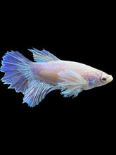 Load image into Gallery viewer, TOP GRADE Female Rosetail - Dumbo #975 - Live Betta Fish

