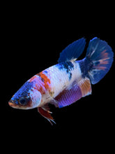 Load image into Gallery viewer, Female Halfmoon Plakat - Candy #974 - Live Betta Fish
