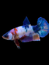 Load image into Gallery viewer, Female Halfmoon Plakat - Candy #974 - Live Betta Fish
