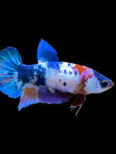 Load image into Gallery viewer, Female Halfmoon Plakat - Candy #974 - Live Betta Fish
