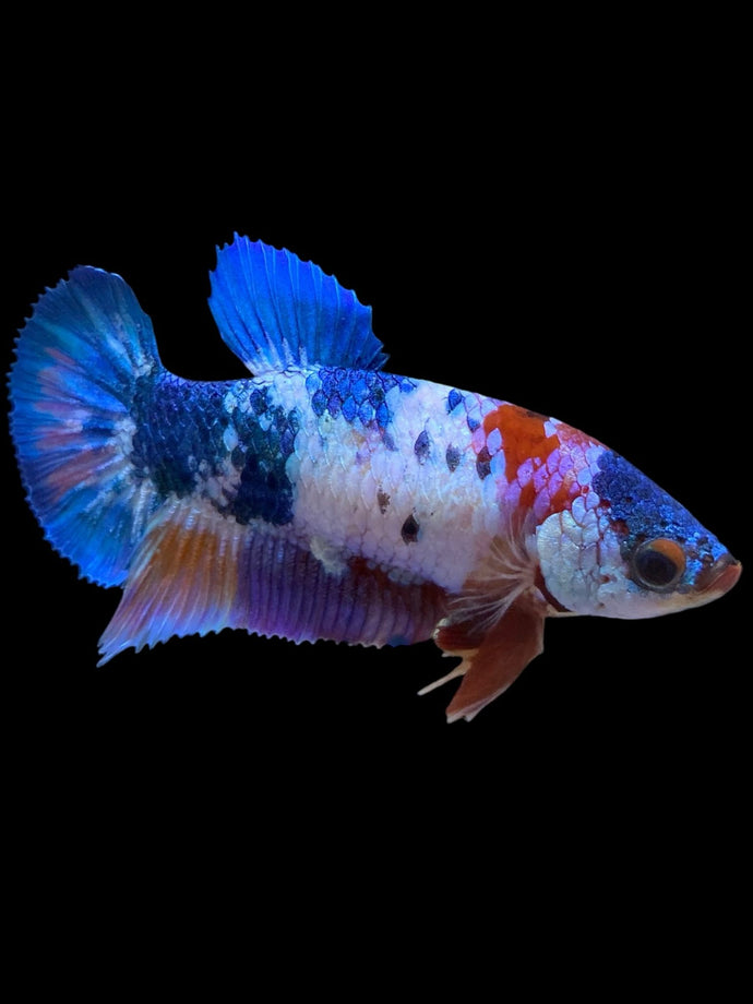Female Halfmoon Plakat - Candy #974 - Live Betta Fish