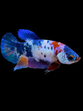 Load image into Gallery viewer, Female Halfmoon Plakat - Candy #974 - Live Betta Fish
