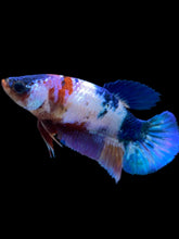Load image into Gallery viewer, Female Halfmoon Plakat - Candy #974 - Live Betta Fish
