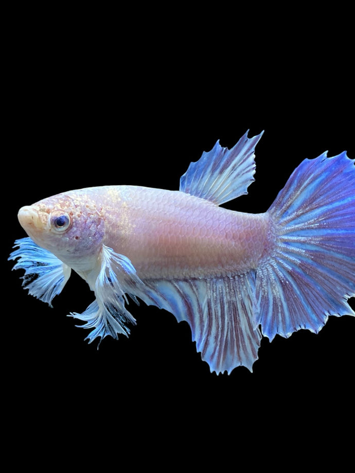 TOP GRADE Female Rosetail - Dumbo #975 - Live Betta Fish