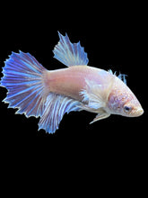 Load image into Gallery viewer, TOP GRADE Female Rosetail - Dumbo #975 - Live Betta Fish
