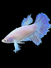 Load image into Gallery viewer, TOP GRADE Female Rosetail - Dumbo #975 - Live Betta Fish
