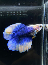 Load image into Gallery viewer, Female Halfmoon - Red Galaxy #977 - Live Betta Fish
