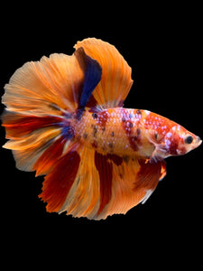 Female Halfmoon - Red Galaxy #977 - Live Betta Fish