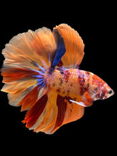 Load image into Gallery viewer, Female Halfmoon - Red Galaxy #977 - Live Betta Fish

