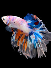 Load image into Gallery viewer, Male Rosetail - Candy #978 - Live Betta Fish
