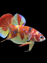 Load image into Gallery viewer, Male Halfmoon Plakat - Nemo #979 - Live Betta Fish
