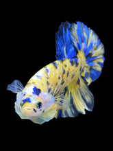 Load image into Gallery viewer, Male Halfmoon Plakat - Yellow Galaxy #980 - Live Betta Fish
