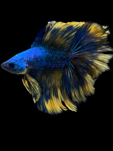 Male Fullmoon - Blue Mustard #982 - Live Betta Fish