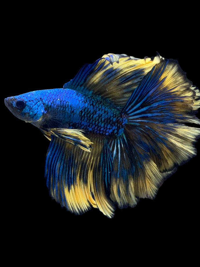 Male Fullmoon - Blue Mustard #982 - Live Betta Fish