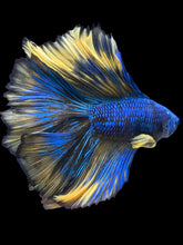 Load image into Gallery viewer, Male Fullmoon - Blue Mustard #982 - Live Betta Fish
