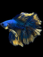 Load image into Gallery viewer, Male Fullmoon - Blue Mustard #982 - Live Betta Fish
