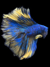 Load image into Gallery viewer, Male Fullmoon - Blue Mustard #982 - Live Betta Fish
