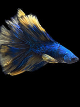 Load image into Gallery viewer, Male Fullmoon - Blue Mustard #982 - Live Betta Fish
