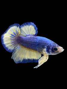 Male Halfmoon Plakat - Blue Mustard #984 - Live Betta Fish