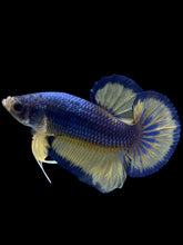 Load image into Gallery viewer, Male Halfmoon Plakat - Blue Mustard #984 - Live Betta Fish
