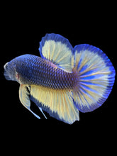 Load image into Gallery viewer, Male Halfmoon Plakat - Blue Mustard #984 - Live Betta Fish
