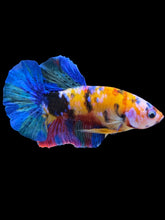 Load image into Gallery viewer, Male Halfmoon Plakat - Multicolor #986 - Live Betta Fish
