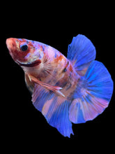 Load image into Gallery viewer, GIANT Male Halfmoon Plakat - Purple Candy #987 - Live Betta Fish
