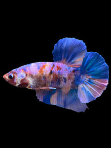 GIANT Male Halfmoon Plakat - Purple Candy #987 - Live Betta Fish