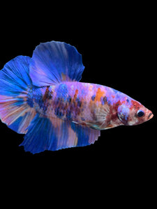 GIANT Male Halfmoon Plakat - Purple Candy #987 - Live Betta Fish