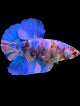 Load image into Gallery viewer, GIANT Male Halfmoon Plakat - Purple Candy #987 - Live Betta Fish
