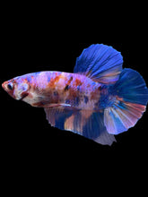 Load image into Gallery viewer, GIANT Male Halfmoon Plakat - Purple Candy #987 - Live Betta Fish
