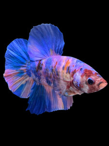 GIANT Male Halfmoon Plakat - Purple Candy #987 - Live Betta Fish
