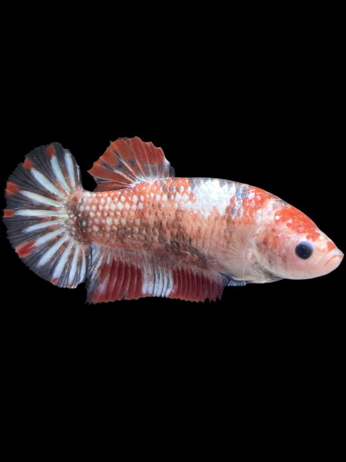 GIANT Female Halfmoon Plakat - Galaxy #988 Live Betta Fish