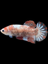 Load image into Gallery viewer, GIANT Female Halfmoon Plakat - Galaxy #988 Live Betta Fish
