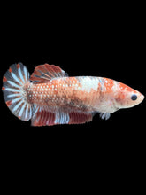 Load image into Gallery viewer, GIANT Female Halfmoon Plakat - Galaxy #988 Live Betta Fish
