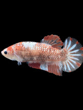 Load image into Gallery viewer, GIANT Female Halfmoon Plakat - Galaxy #988 Live Betta Fish
