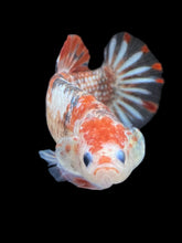 Load image into Gallery viewer, GIANT Female Halfmoon Plakat - Galaxy #988 Live Betta Fish
