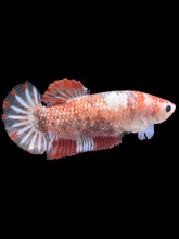 Load image into Gallery viewer, GIANT Female Halfmoon Plakat - Galaxy #988 Live Betta Fish

