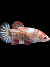 Load image into Gallery viewer, GIANT Female Halfmoon Plakat - Galaxy #988 Live Betta Fish
