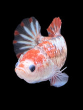 Load image into Gallery viewer, GIANT Female Halfmoon Plakat - Galaxy #988 Live Betta Fish
