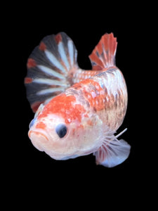 GIANT Female Halfmoon Plakat - Galaxy #988 Live Betta Fish