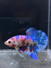 Load image into Gallery viewer, Male Halfmoon Plakat - Candy #989 - Live Betta Fish
