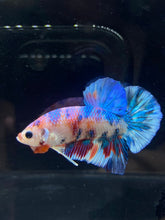 Load image into Gallery viewer, Male Halfmoon Plakat - Candy #989 - Live Betta Fish
