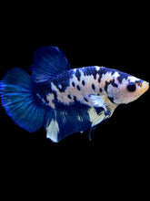 Load image into Gallery viewer, Male Halfmoon Plakat - Blue Marble #990 - Live Betta Fish
