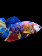Load image into Gallery viewer, Male Halfmoon Plakat - Multicolor #991 - Live Betta Fish (SKIN TAG)
